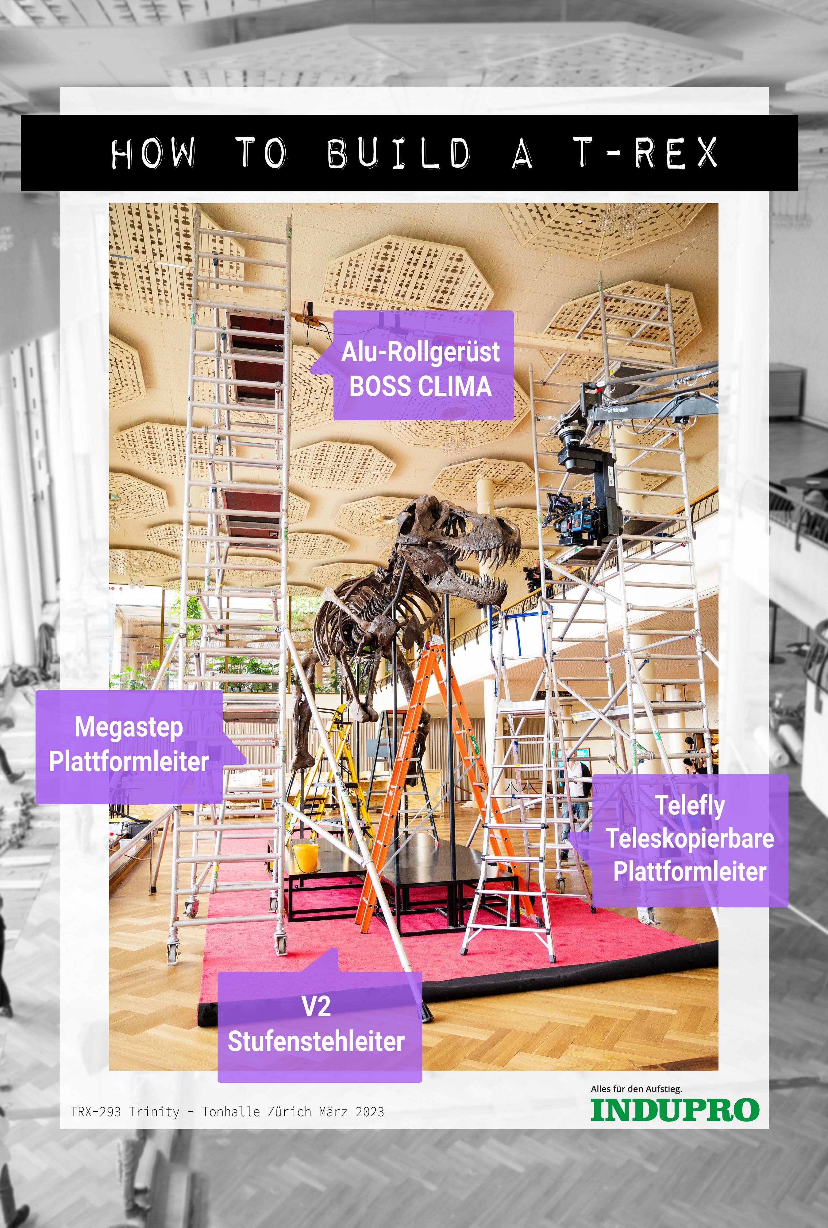T-Rex wird für die Auktion aufgebaut